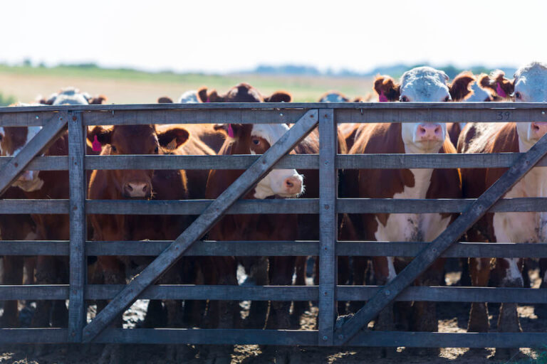 Close up of cows inside closed gate