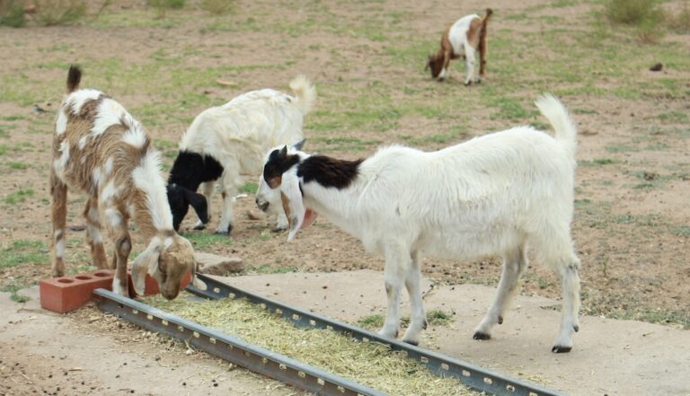 Goats eating animal feed